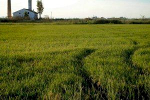 AVA-ASAJA denuncia que la futura PAC recortará hasta en un 35% las ayudas al arroz