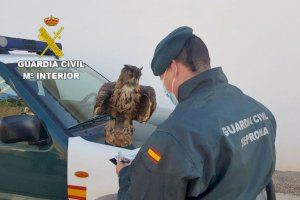 La Guardia Civil interviene en Xàtiva un búho real naturalizado, especie protegida
