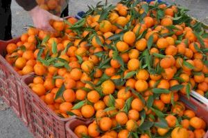 Turquia va acaparar al gener la major part de les alertes europees dels països importadors de fruites i hortalisses per contindre restes de plaguicides prohibits