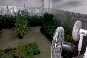 Localizadas más de 800 plantas de marihuana en Sueca, Sagunto y Canet d'en Berenguer