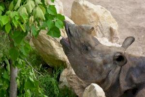Amor animal por San Valentín: Una rinoceronta busca pareja en Europa