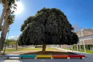Alaquàs naturaliza la poda de los árboles para garantizar su desarrollo y mejorar su vitalidad