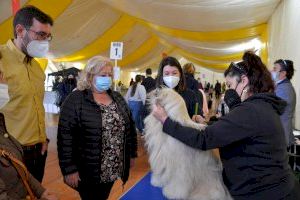 120 perros se dan cita en el I Concurso Nacional Canino de Oropesa
