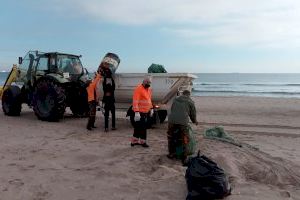 El servici Devesa-Albufera neteja la platja de la Punta per a afavorir la nidificació d'aus amenaçades en esta zona de reserva