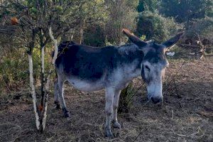 Movimiento de sillas en Agricultura por la muerte de los burros en el Desert de les Palmes