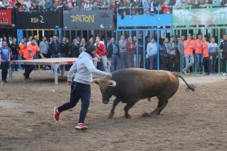 Los ‘bous al carrer’ y el Mesón de la Tapa volverán a l’Alcora con la Pascua Taurina 2022