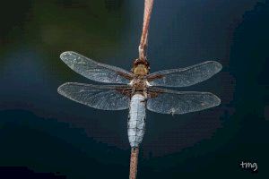 Los fotógrafos naturalistas Teodoro Martínez y Ricardo Menor exponen “Agua…libélulas y fotografías” en la UA