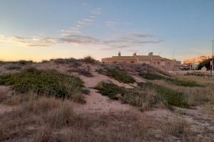 La concejalía de Medio Ambiente de Torrevieja retira de las dunas de La Mata varias toneladas de la planta invasora uña de gato