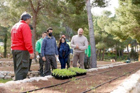 L’Alfàs colabora en la recuperación de la Silene d’Ifac albergando el mayor huerto semillero de la Comunitat