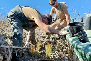 Plantan 450 ejemplares de flora amenazada en las matas de la Albufera