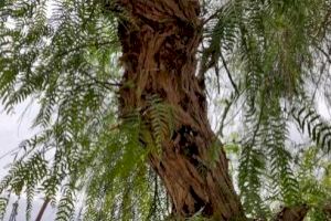 La Concejalía de Parques y Jardines sanea un árbol en peligro de derrumbe y planifica la replantación en el Paseo Chapí para primavera