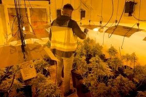 Dos detenidos tras desarticular un laboratorio de marihuana en Chiva