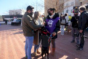 L'Alcora impulsa una campaña informativa y de concienciación sobre la importancia del censo canino