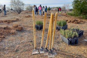 Utiel celebra el Día del Árbol con la replantación de 800 pinos en Sierra Negrete