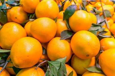 Xilxes solicita al Ministerio de Agricultura medidas de reciprocidad sobre los productos citrícolas