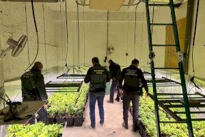 La Guardia Civil y la Policía Local de Paiporta intervienen un cultivo intensivo de marihuana