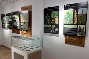 El Palmeral reunirá en un libro la exposición sobre ‘Las plantas y sus usos tradicionales’