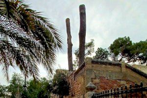Giner exige explicaciones sobre los árboles monumentales talados en el Jardín de Viveros
