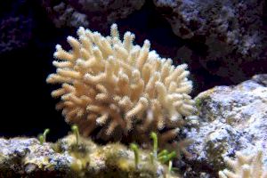 Un equipo del IFIC y del Oceanogràfic analizará los efectos del cambio climático en corales y moluscos con una técnica pionera en España