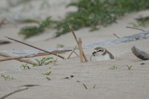 Valencia limitará la limpieza de las playas de la Albufera para proteger la biodiversidad