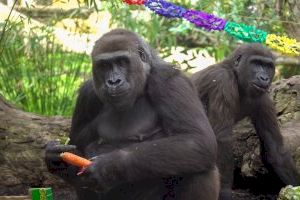 El gorila Pepe, una especie en peligro de extinción, cumple 4 años