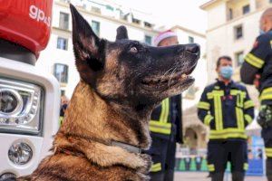 Adiós a Piba, la mejor perra salva vidas de la unidad canina de Alicante