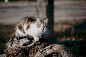 Comienza la campaña de esterilización de colonias felinas de Mutxamel