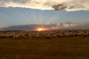 Un estudio de la Universidad de Alicante y la Autónoma de Madrid constata el “dramático descenso” de las aves esteparias y su relación con la disminución de la ganadería ovina