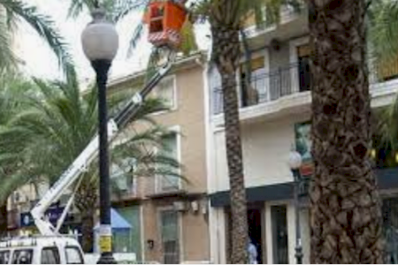 El Ayuntamiento de Aspe inicia una campaña de poda de árboles y palmeras