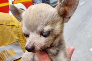 Tres perros salvan la vida en el incendio de una vivienda en Alcoi