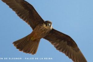 El halcón de Eleonora deja de ser considerada una especie amenazada