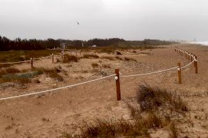 El Ayuntamiento aumenta la protección de las zonas de reproducción de aves protegidas y del cordón dunar del Parque de l’Albufera