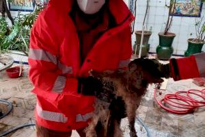 Rescaten a un gos després de quedar atrapat la reixa d'un habitatge a Gandia