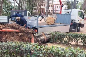 La caída de varios árboles en el Termet de Vila-real obliga a cerrar el acceso