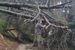 Una família, incomunicada a Alfondeguilla, per la caiguda d'arbres per la pluja