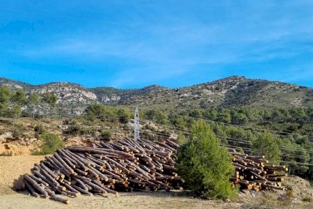 L’ajuntament de Morella adjudica la fusta dels monts de Vallivana i Carrascals