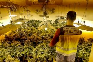 Desarticulan en Torrent una plantación de marihuana que cuidaba una persona esclavizada