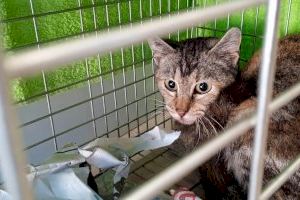 La asociación Gatos Felices Benitatxell realiza una campaña para controlar las colonias felinas