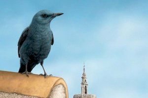 València comptarà amb un atles que compara la fauna d'ocells de la ciutat amb la de fa 20 anys