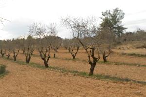 Els agricultors valencians asseguren que les ajudes del Govern no responen a la delicada situació que travessa el camp
