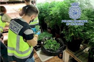 Desmantelan cuatro plantaciones con más de 2.000 matas de marihuana en Elda y Petrer