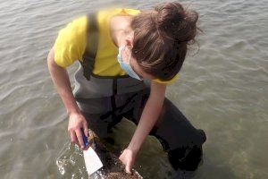 Científicos de la UCV consiguen obtener gametos de la nacra, especie marina en peligro crítico de extinción