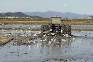 Castellón recuperará arrozales abandonados como “Cortafuegos verdes”