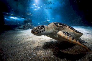 El Oceanogràfic se afianza como un centro de conservación de tortugas amenazadas