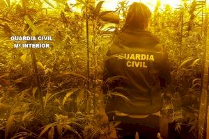 Desarticulan dos laboratorios de marihuana en Albalat dels Tarongers y Massamagrell