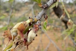 Las lluvias y el frío causan más de 25 millones de pérdidas en la agricultura valenciana