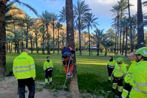 Los trabajadores del Palmeral realizan un curso de seguridad en la trepa de las palmeras
