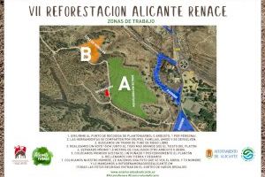 Medio Ambiente y ‘Enamorados de Alicante’ plantarán 1000 árboles este sábado en el Monte Orgegia