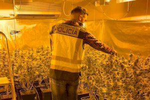 Detienen a una mujer tras desarticular un laboratorio de marihuana con más de 100 plantas en Torrent