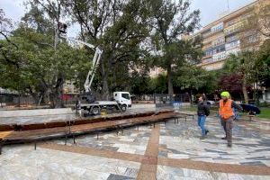 Medio Ambiente inicia un tratamiento para la conservación del Ficus de la Glorieta Gabriel Miró de Orihuela